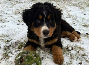 Puppy-Kindergarten-2-Spot-on-K9-Sports