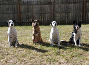 In-Home-Training-Multiple-Dog-Harmony