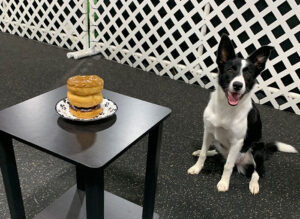 Obedience-Sit-Stay-Border-Collie